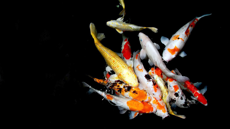 Koi fish swimming