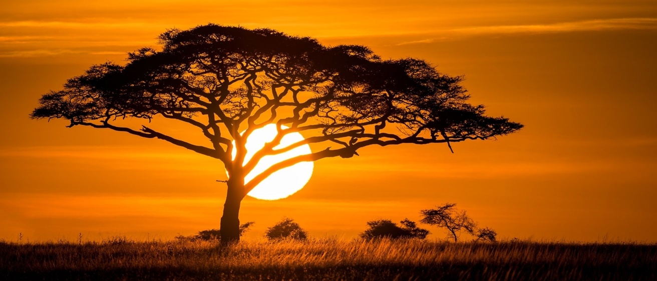 A tree in Africa during the sunset