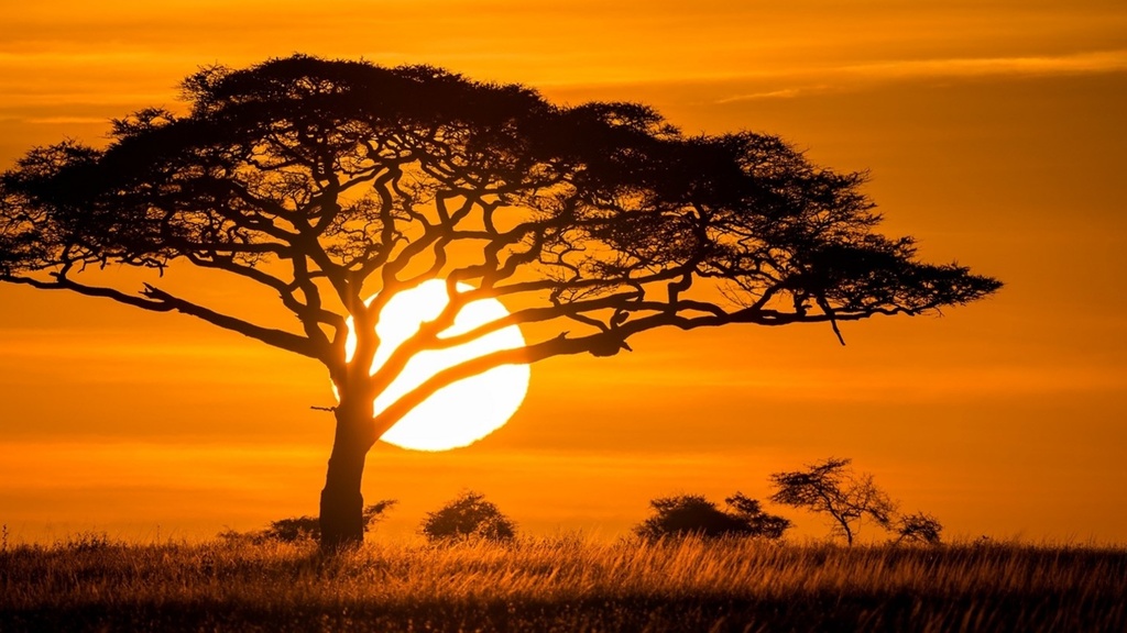 A tree in Africa during the sunset